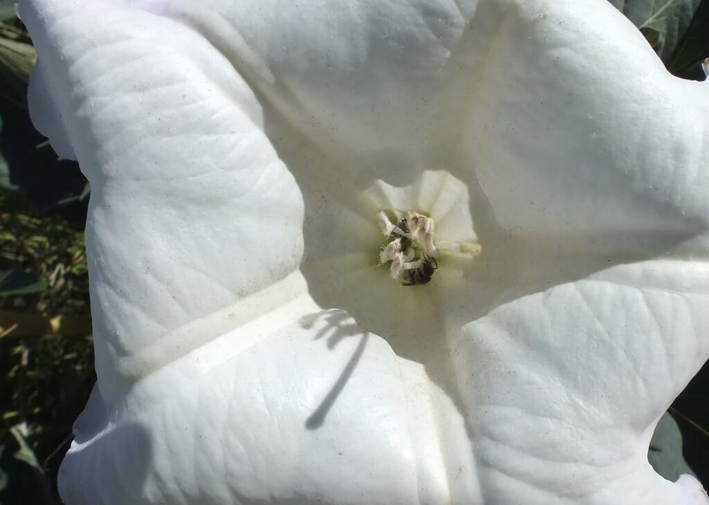 bees on Moonflower - Grand Canyon National Park - Arizona