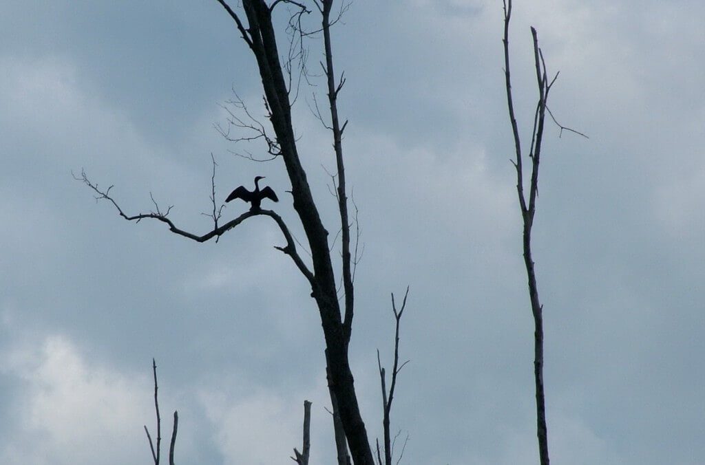 double-crested cormorant, minesing wetlands, ontario