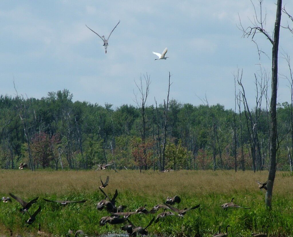 birds take flight above minesing swamp, ontario