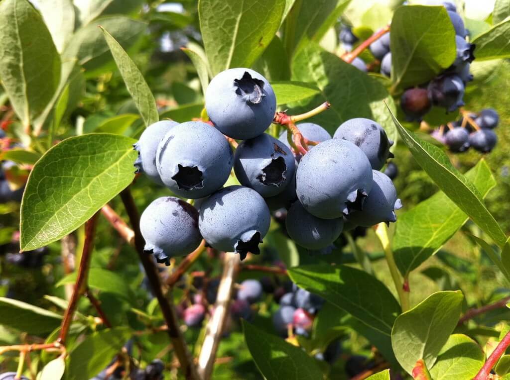 blueberries at Fernwood Farms - stayner - ontario