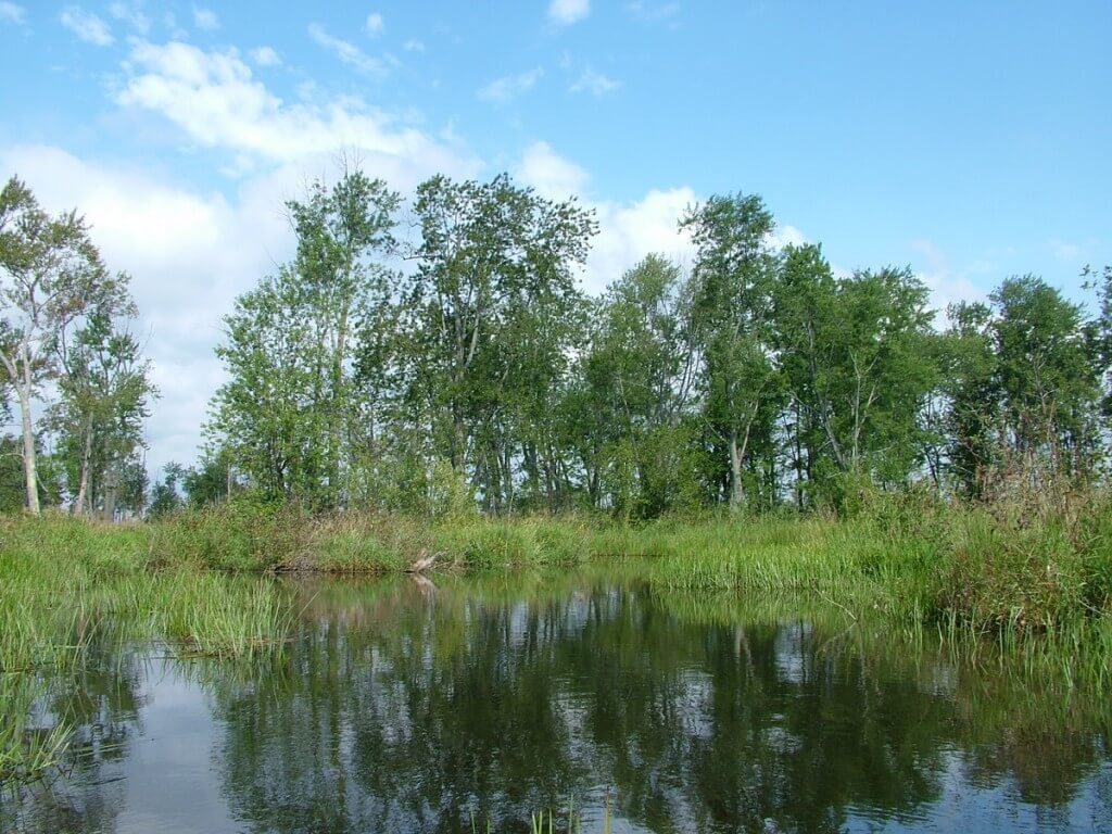 canoe route in the minesing swamp, ontario