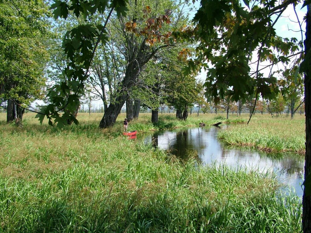 canoeing through minesing wetlands, ontario