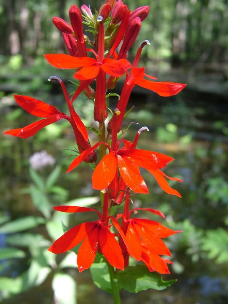 cardinal flower, minesing wetlands, ontario