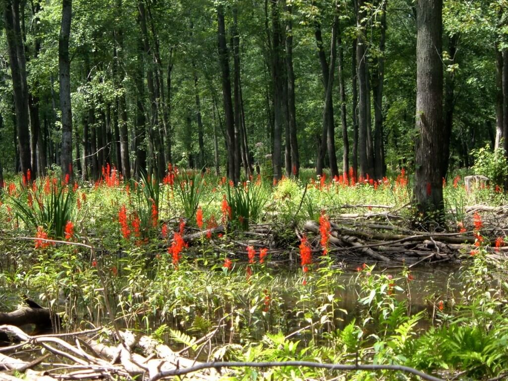 cardinal flowers in the minesing wetlands, ontario