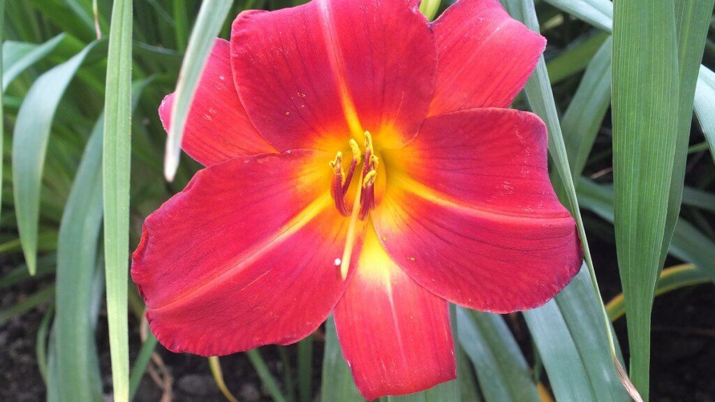 coral and yellow daylily, Montreal Botanical Garden