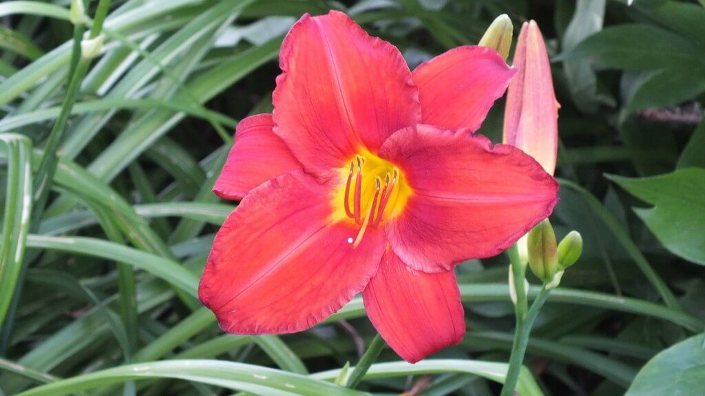 coral daylily and bud, Montreal Botanical Garden