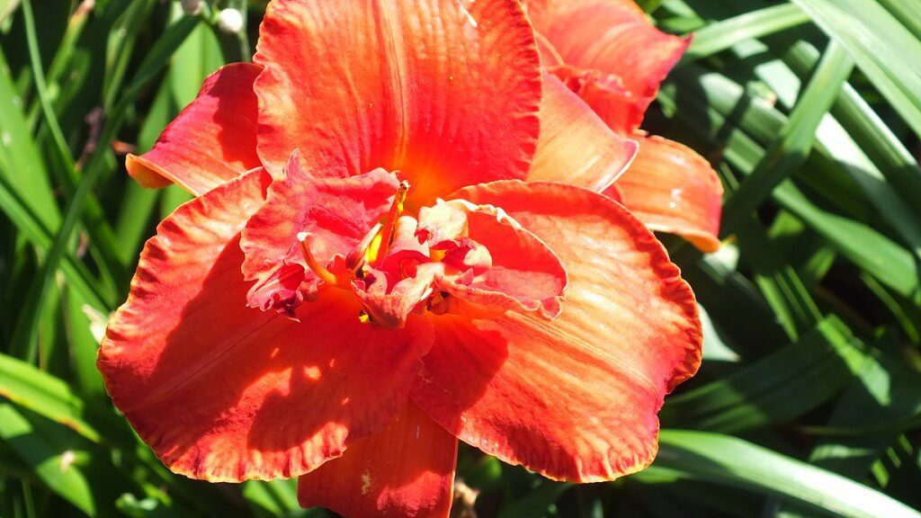double daylily, frilled tangerine orange, Montreal Botanical Garden