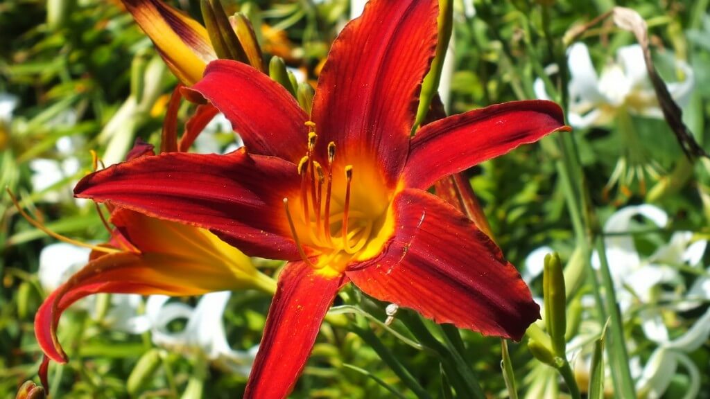 flame red daylily, Montreal Botanical Garden