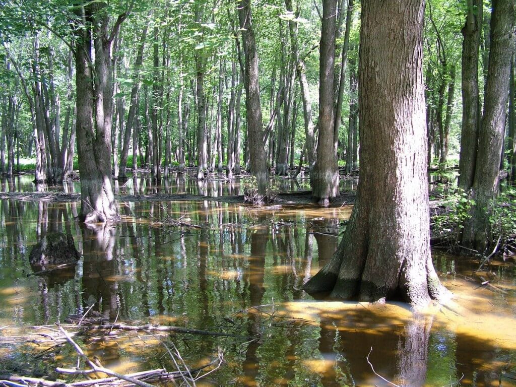 flooded forest along the nottawasaga river, ontario