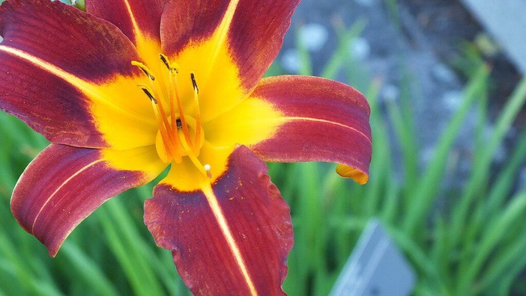 gold & maroon daylily, Montreal Botanical Garden