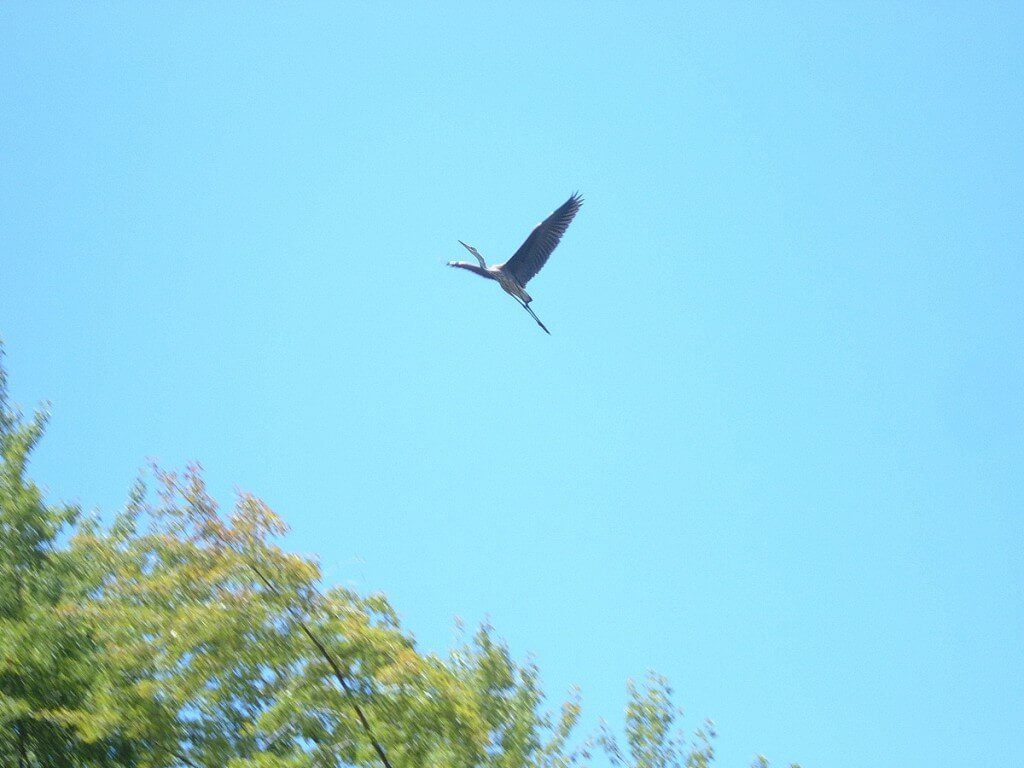 great blue heron, minesing swamp, ontario