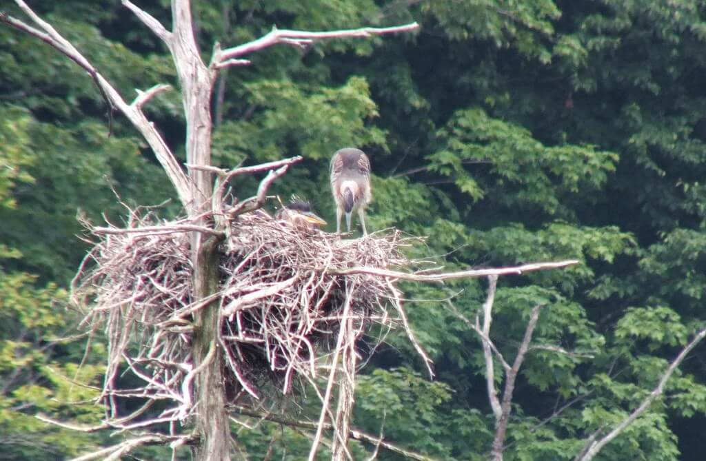 great blue herons in nest, oxtongue lake rookery