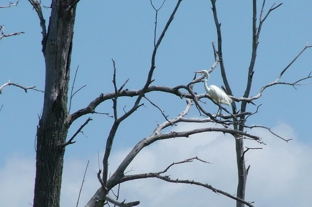 great egret on tree limb, minesing swamp, ontario
