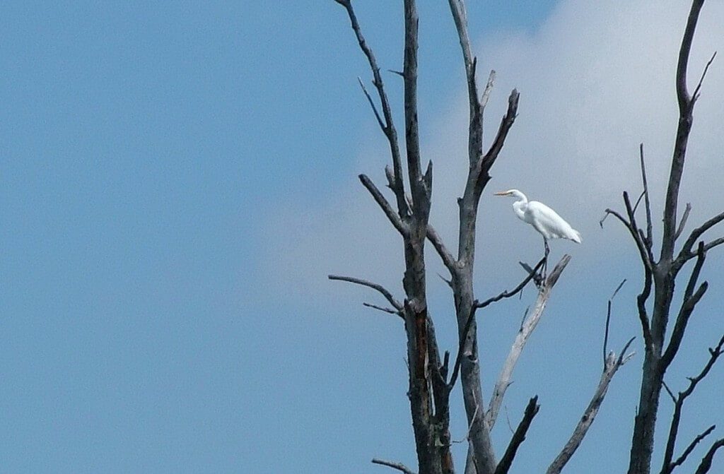 great egret, minesing swamp, ontario