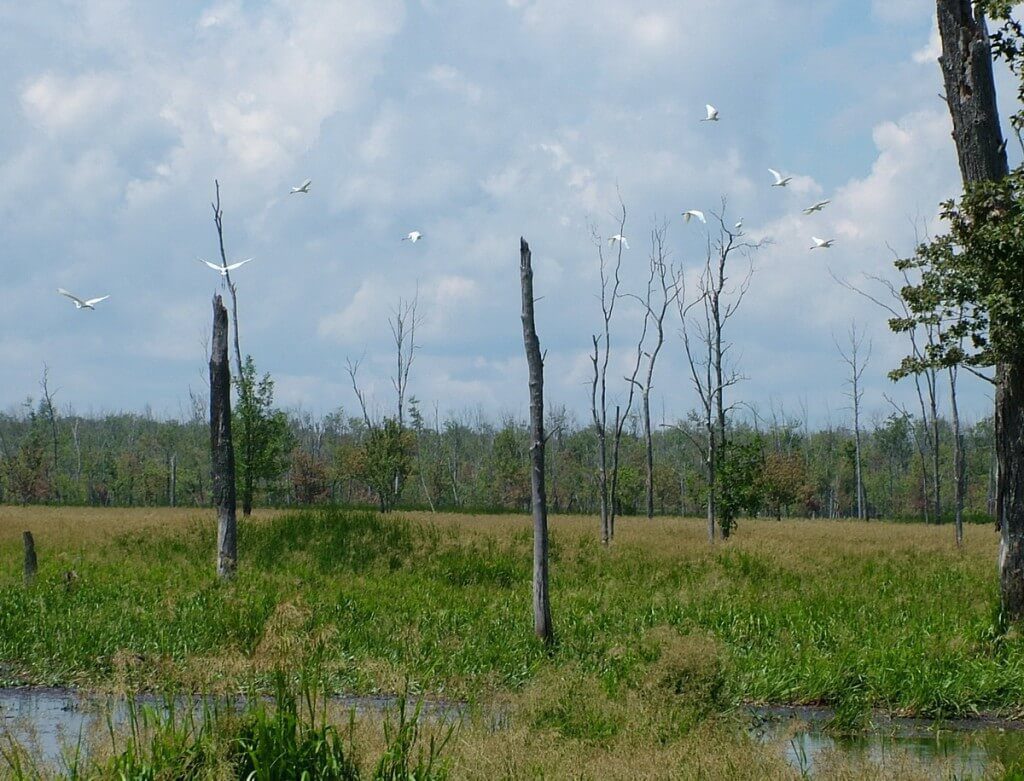 great egrets in flight above the minesing swamp, ontario