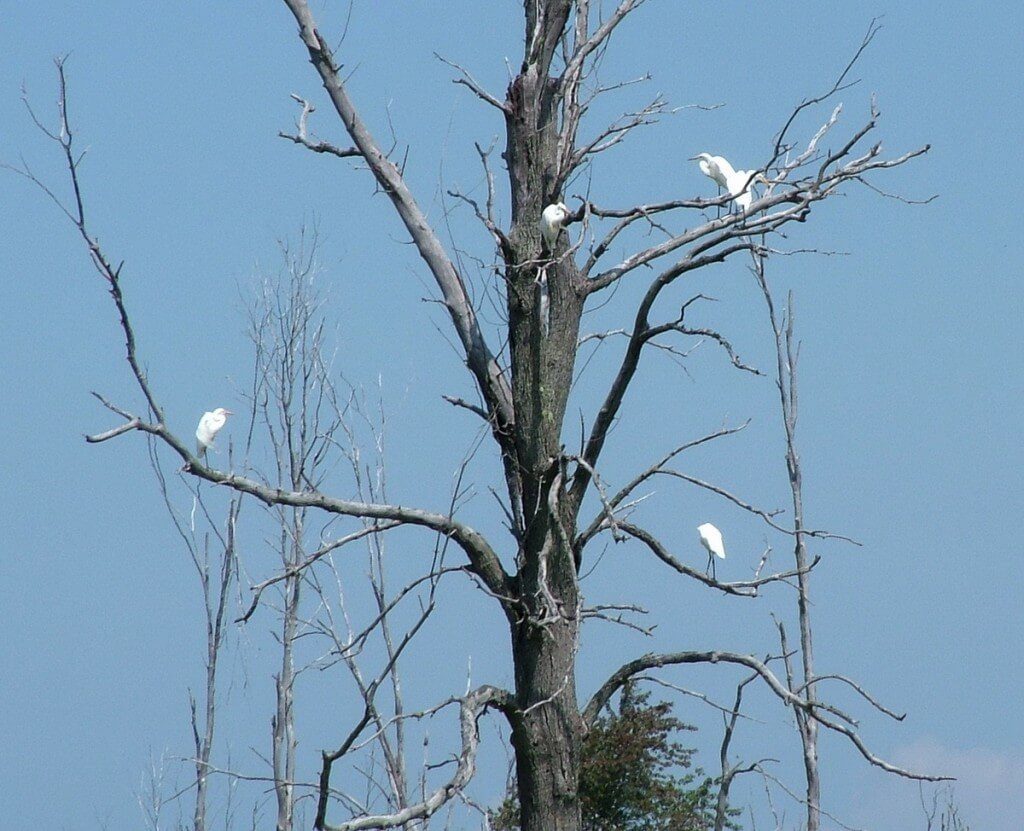 great egrets, minesing swamp, ontario