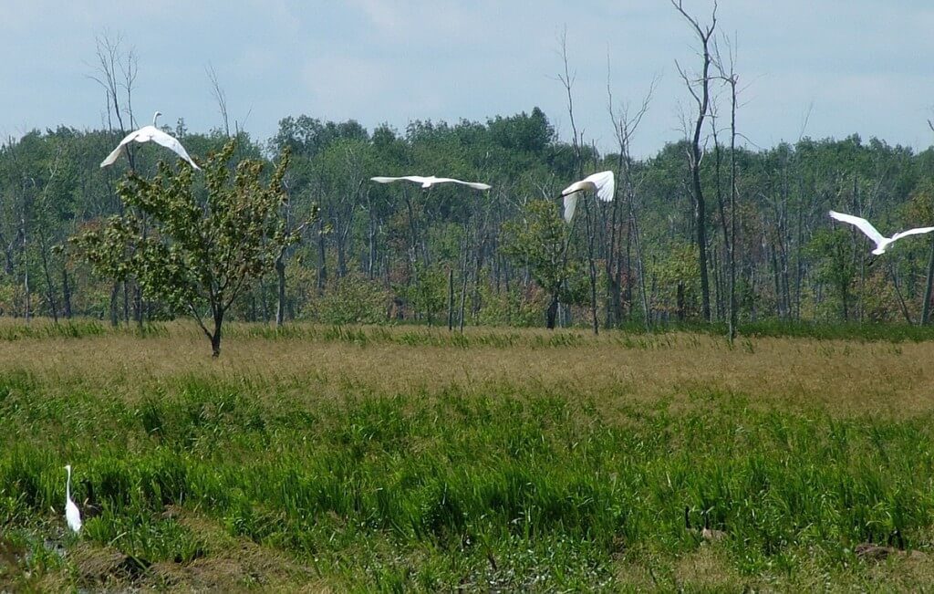 great egrets take flight, minesing swamp, ontario, frame to frame bob and jean
