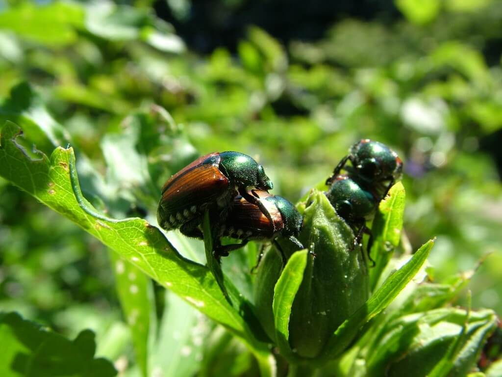 japanese beetles
