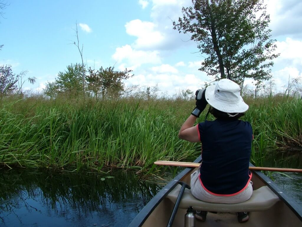 canoeing, minesing swamp, ontario