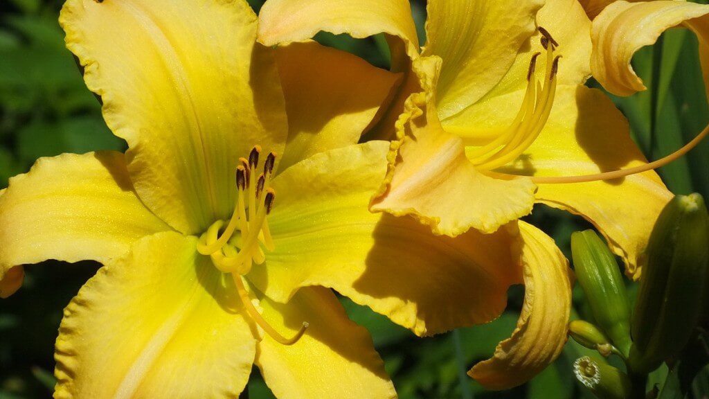 lemon yellow daylilies, Montreal Botanical Garden