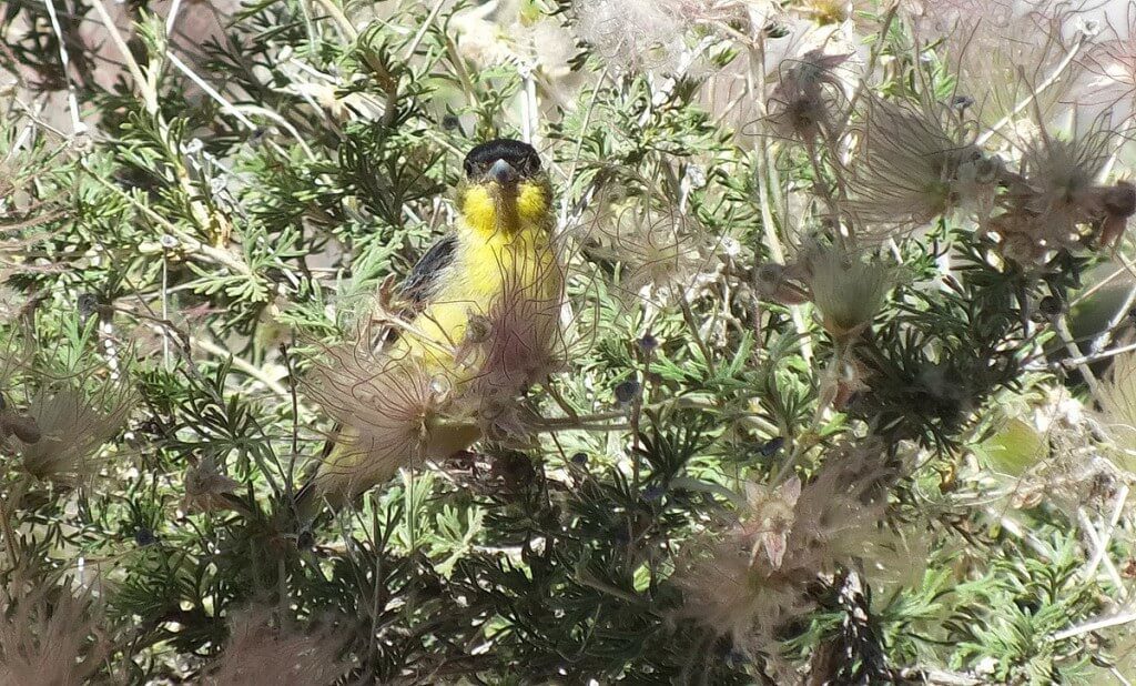 lesser goldfinch, male, checks me out - near Bright Angel Lodge, Grand Canyon, Arizona