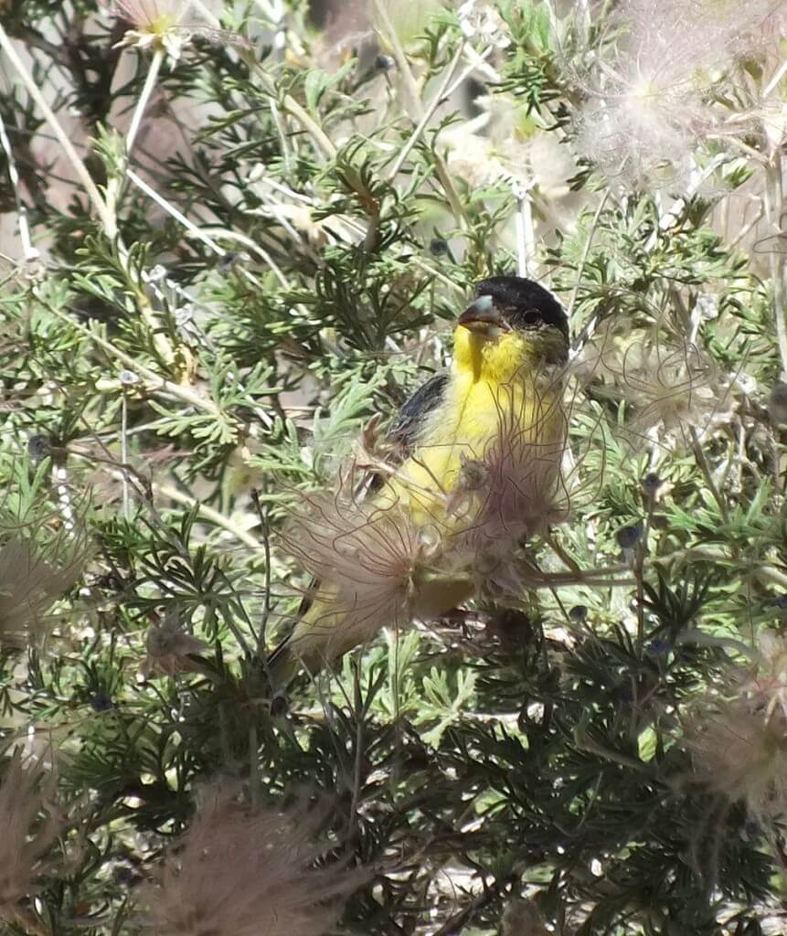 lesser goldfinch, male, holding a long piece of plant matter in peck, near Bright Angel Lodge, Grand Canyon, Arizona