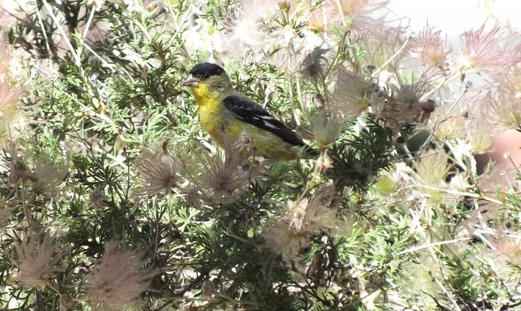 lesser goldfinch, male, looks to camera near Bright Angel Lodge, Grand Canyon, Arizona