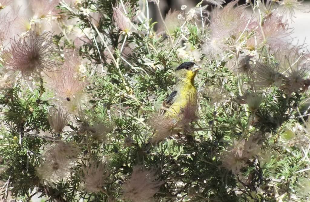 lesser goldfinch, male, profile - near Bright Angel Lodge, Grand Canyon, Arizona