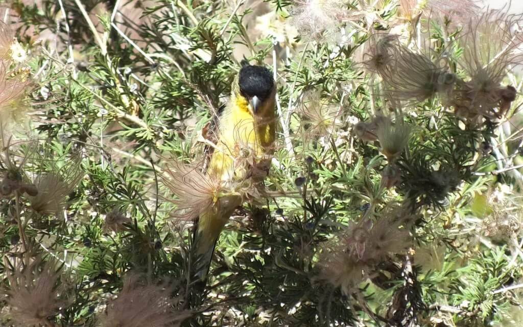 lesser goldfinch, male, pulling at plant matter with peck, near Bright Angel Lodge, Grand Canyon, Arizona