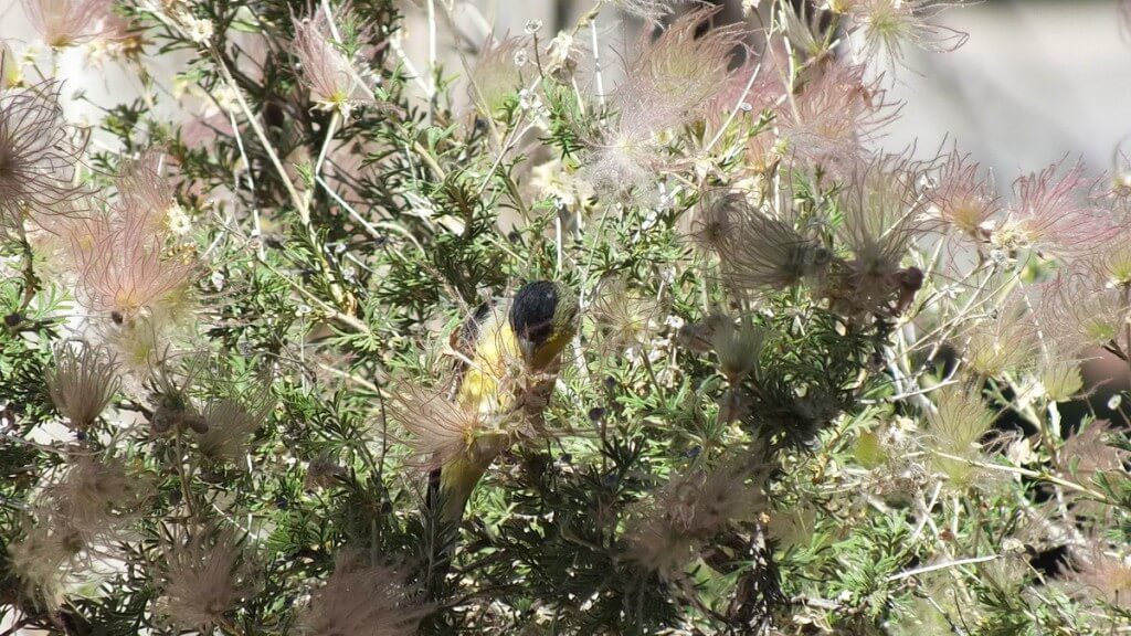 lesser goldfinch, male, pulling at plant, near Bright Angel Lodge, Grand Canyon, Arizona