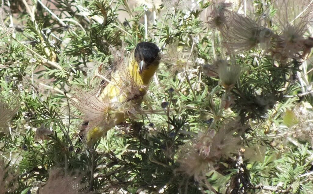 lesser goldfinch, male, seed in peck, near Bright Angel Lodge, Grand Canyon, Arizona