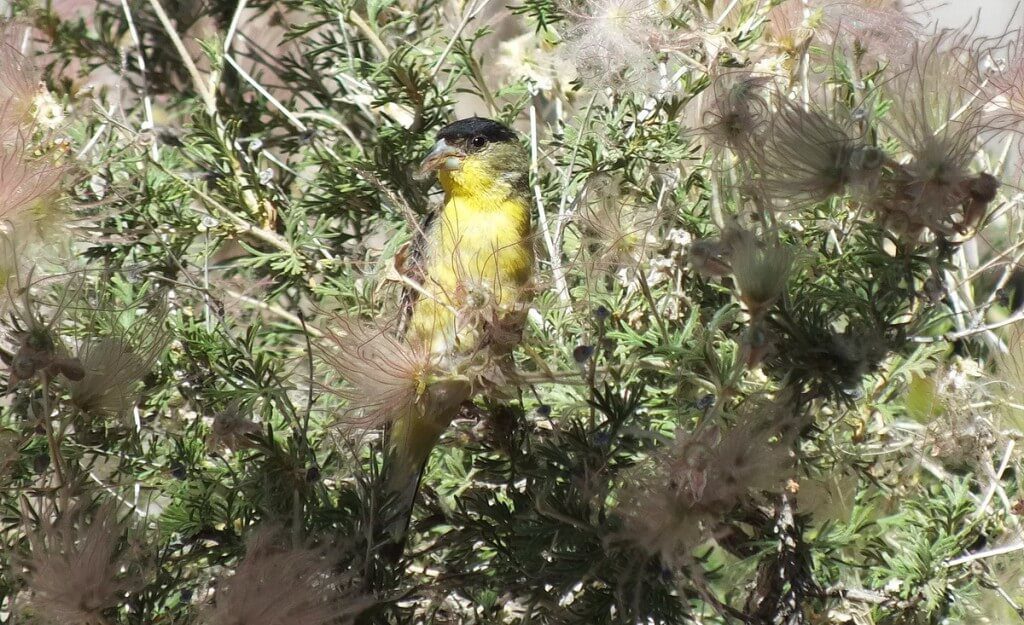 lesser goldfinch, male, with plant matter in peck, near Bright Angel Lodge, Grand Canyon, Arizona