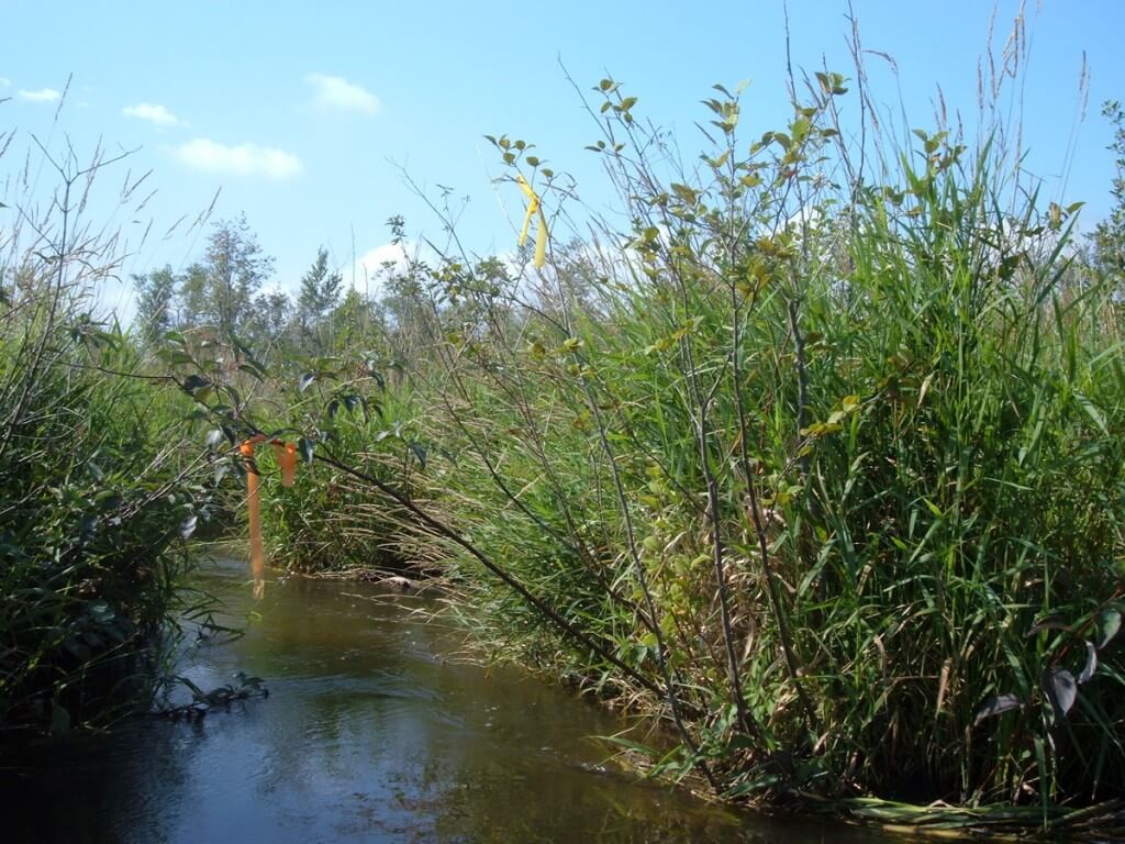 orange and red trail markers in minesing wetlands, ontario