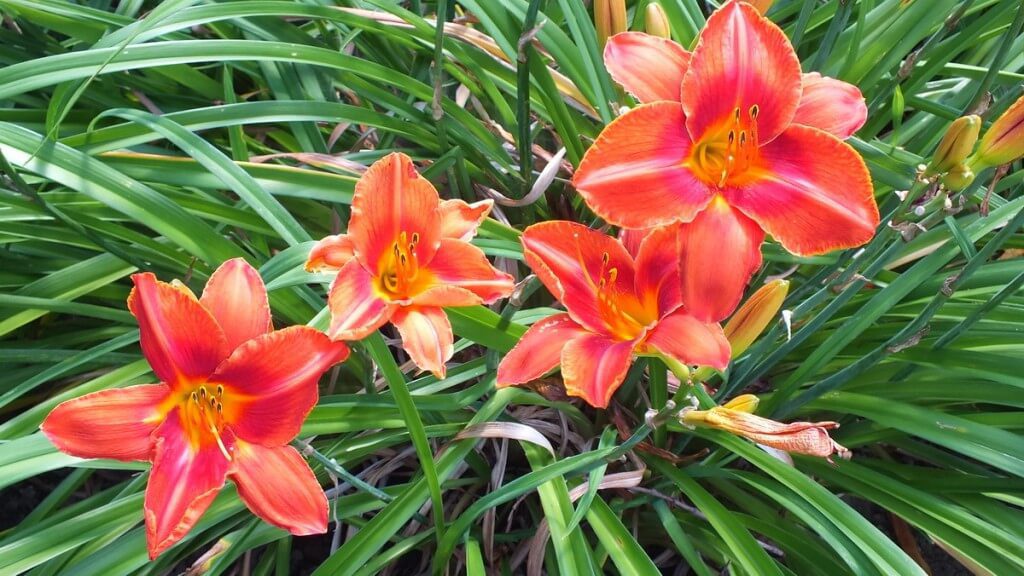 daylilies, Montreal Botanical Garden