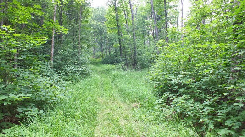 oxtongue lake, trail