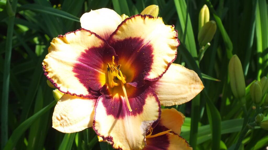 pale yellow and wine daylily, Montreal Botanical Garden