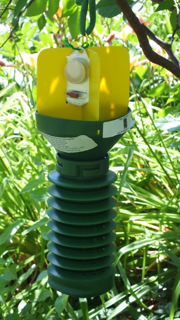 pheromone trap for japanese beetles, Montreal Botanical Garden
