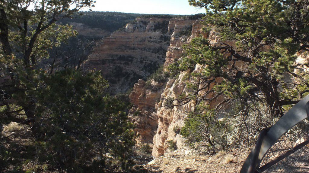 pine trees growing along the North Rim Of The Grand Canyon