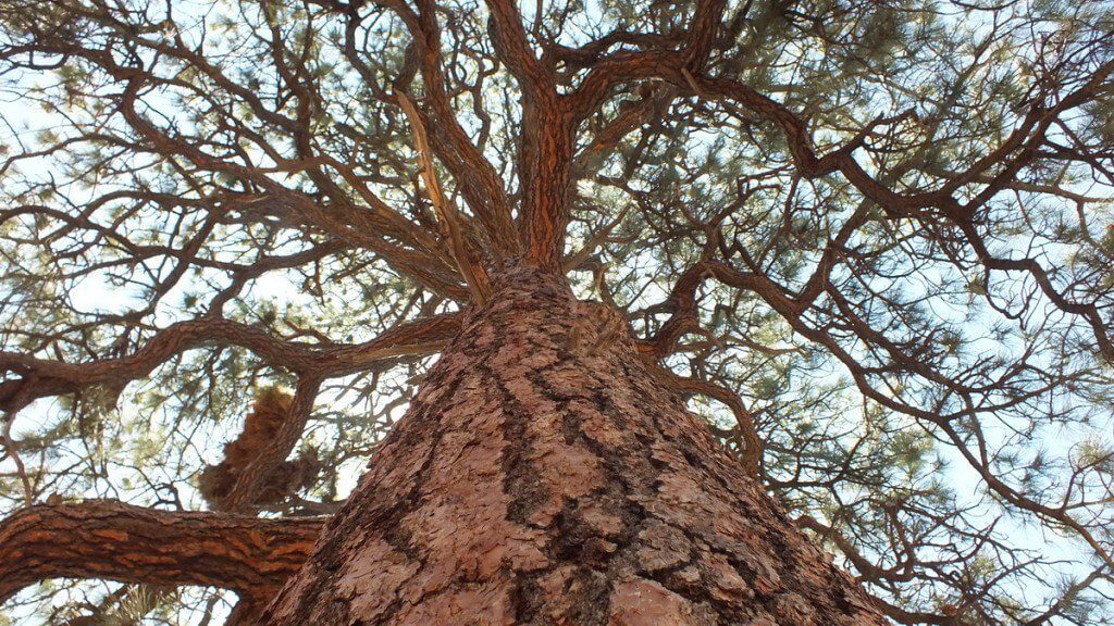 ponderosa pine - trunk and limbs - grand canyon national park, arizona, frame to frame bob and jean
