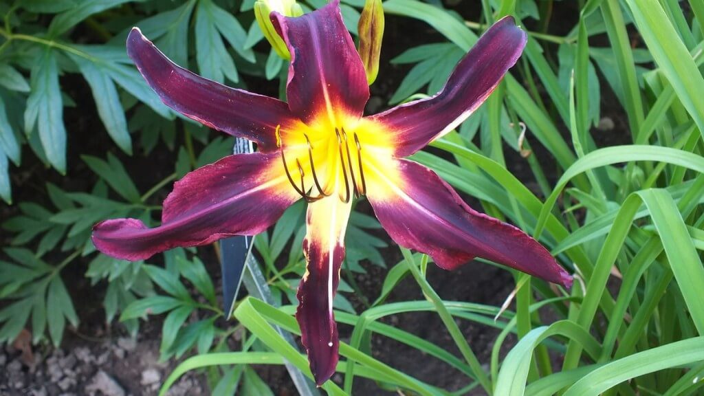 purple and yellow daylily, Montreal Botanical Garden