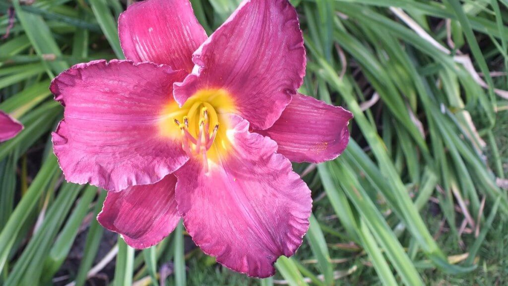 purple pink daylily, Montreal Botanical Garden