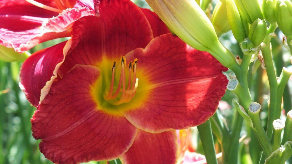 red daylily (stamen), Montreal Botanical Gardens