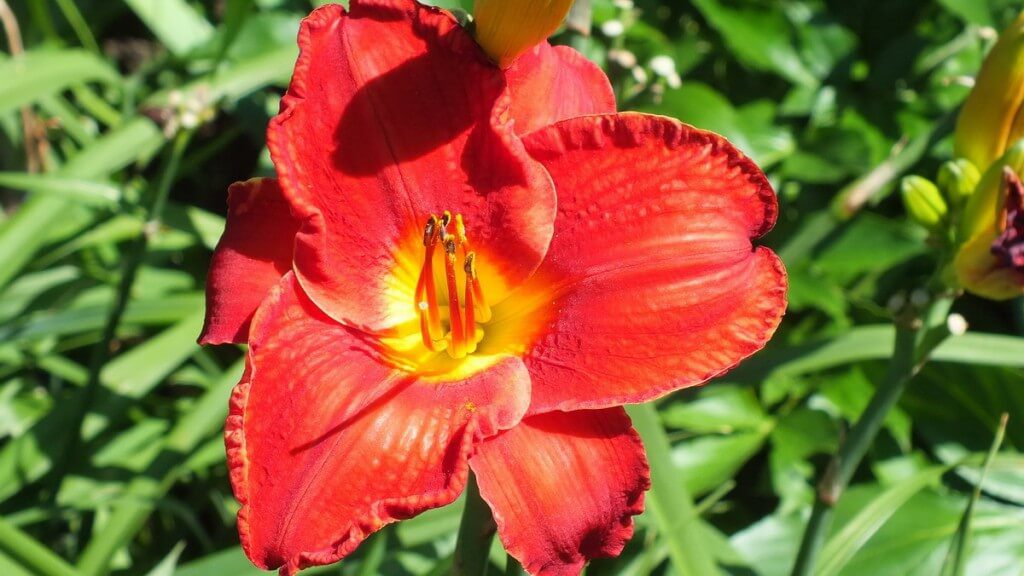 red daylily with yellow eye, Montreal Botancial Gardens