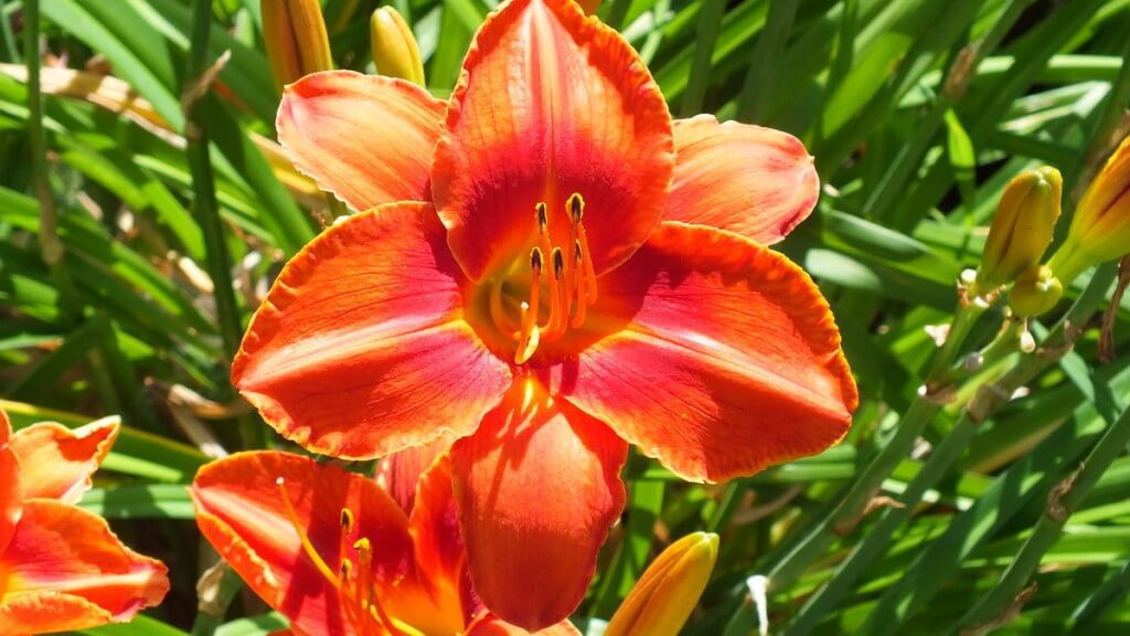 reddish orange daylily, Montreal Botanical Garden