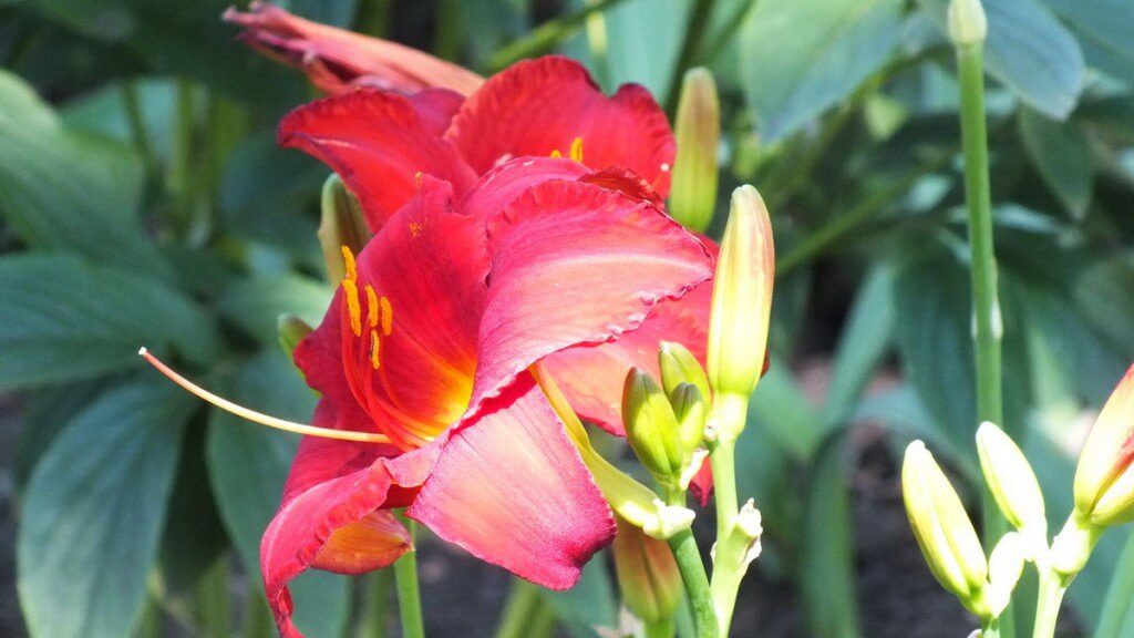 ruby red daylily, Montreal Botanical Garden