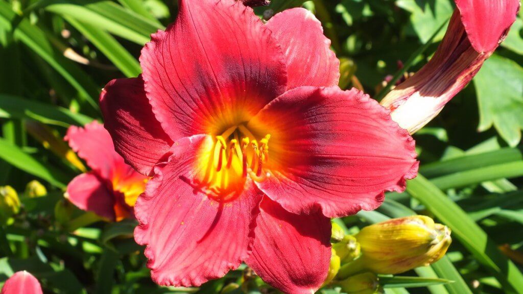 ruffled Coral daylily, Montreal Botanical Garden