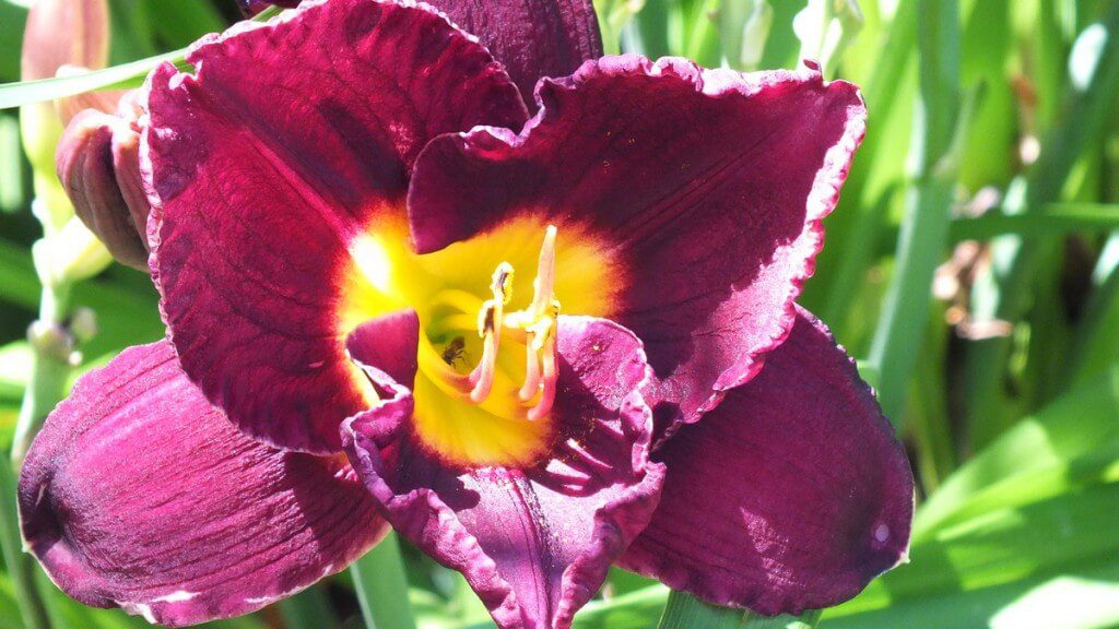 ruffled amethyst daylily, Montreal Botanical Garden