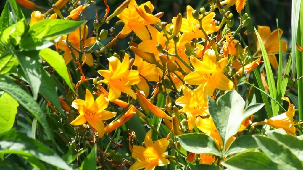 sunny yellow daylilies at Montreal Botanical Garden