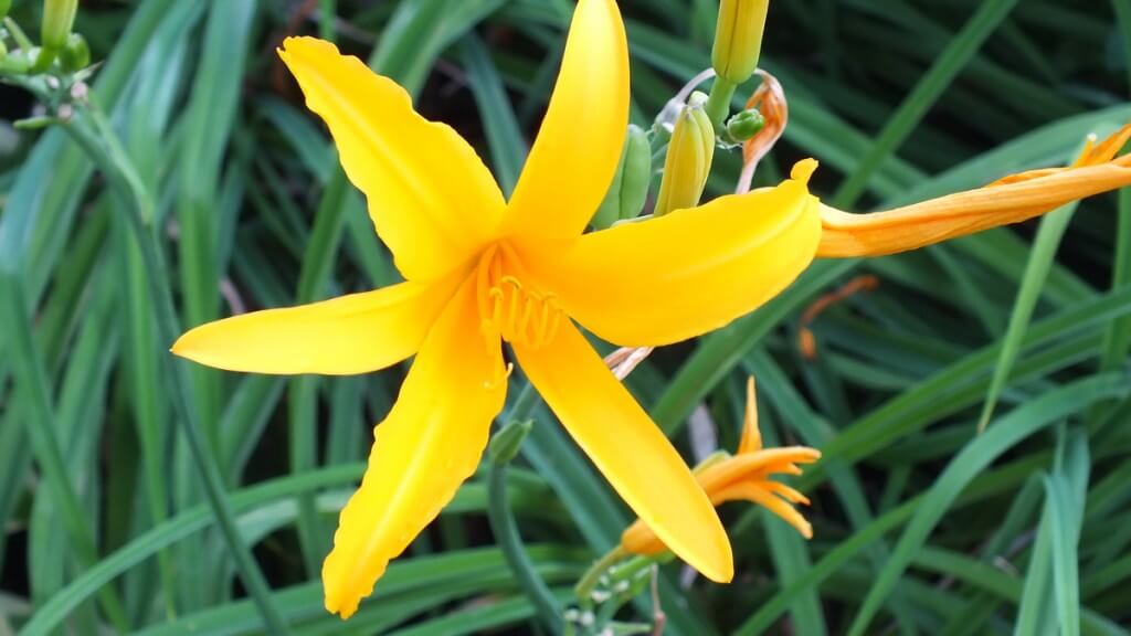 yellow daylily, Montreal Botanical Garden