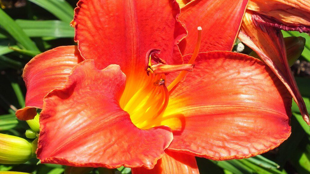 tangerine orange daylily, Montreal Botanical Garden